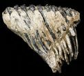 Rare Fossil Palaeoloxodon M Molar - Germany #45361-2